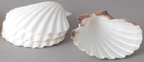 Maine Man 4" Scallop Baking Shells - Natural